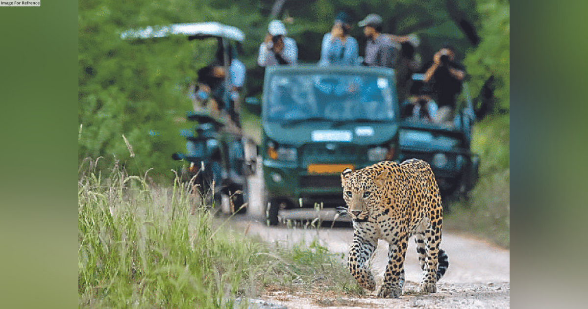 Jaipur to get 3rd Leopard safari soon at Myla Bagh, Beed Papad